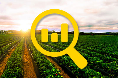 Organic Strawberry Fields Forever Final Report: Evaluation of Organic Strawberry Transplants for Organic Strawberry Production (2018-2019)