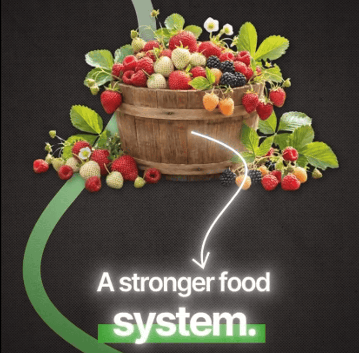Fresh mixed berries in a wooden basket for healthy food systems.