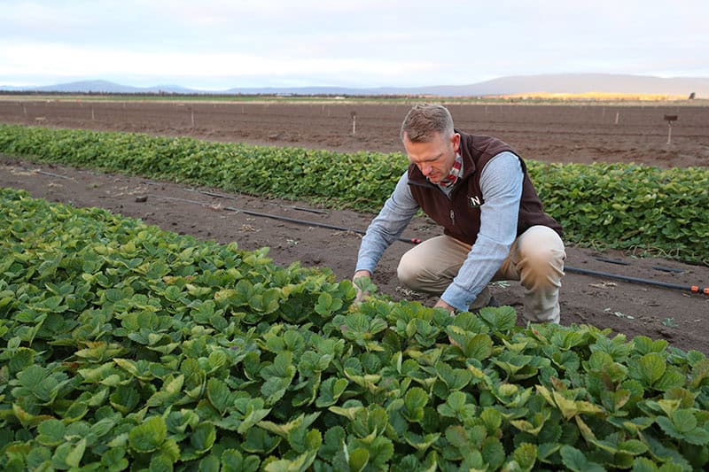 Farmer inspecting healthy organic strawberry plants in a large nursery.