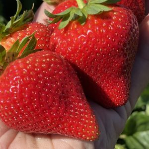 Close-up of ripe organic strawberries in hand at Cabrillo nursery.
