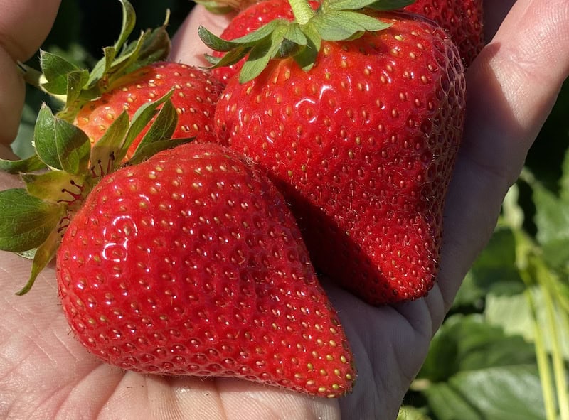 Close-up of ripe organic strawberries in hand at Cabrillo nursery.