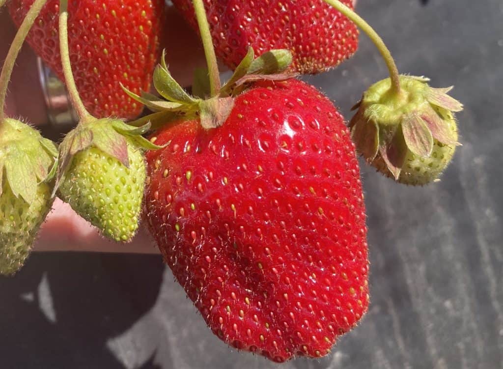 Fresh ripe strawberry with green unripe berries in organic nursery.