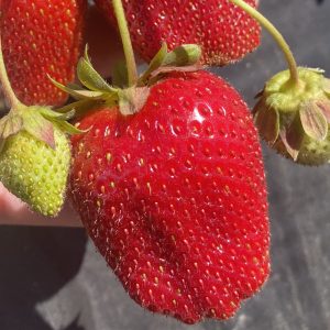 Fresh ripe strawberry with green unripe berries in organic nursery.