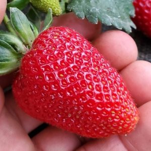 Close-up of ripe red strawberry held in hand at organic nursery.