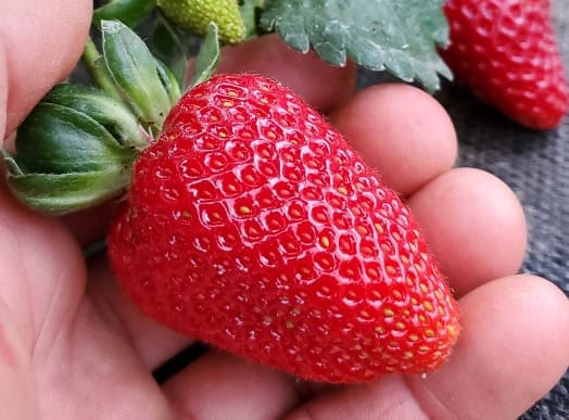 Close-up of ripe red strawberry held in hand at organic nursery.