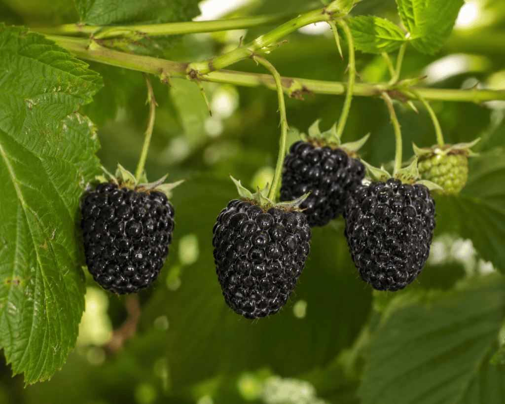 Black raspberries growing on a plant in an organic nursery setting.