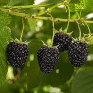 Black raspberries growing on a plant in an organic nursery setting.