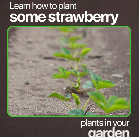 Home Gardeners Are Looking for Adaptable Strawberry Varieties