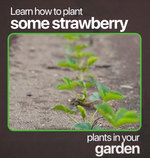 Home Gardeners Are Looking for Adaptable Strawberry Varieties
