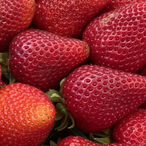Close-up of ripe organic strawberries in a farm setting.