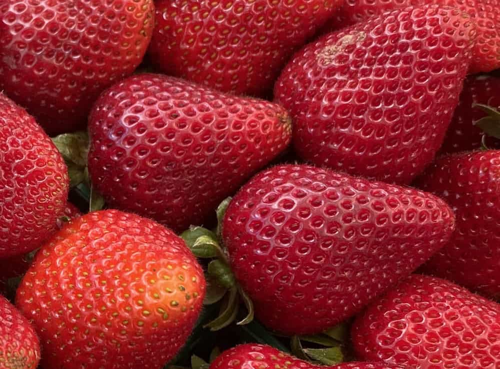 Close-up of ripe organic strawberries in a farm setting.