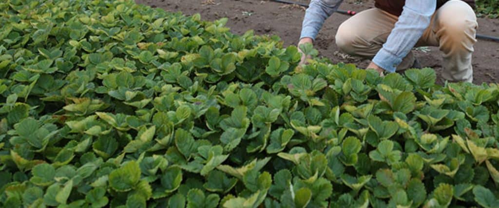 Person tending to lush green organic nursery plants in soil.