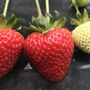 Fresh ripe strawberry from innovative organic nursery in Denali.