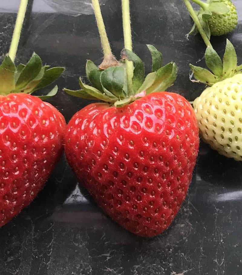 Fresh ripe strawberry from innovative organic nursery in Denali.