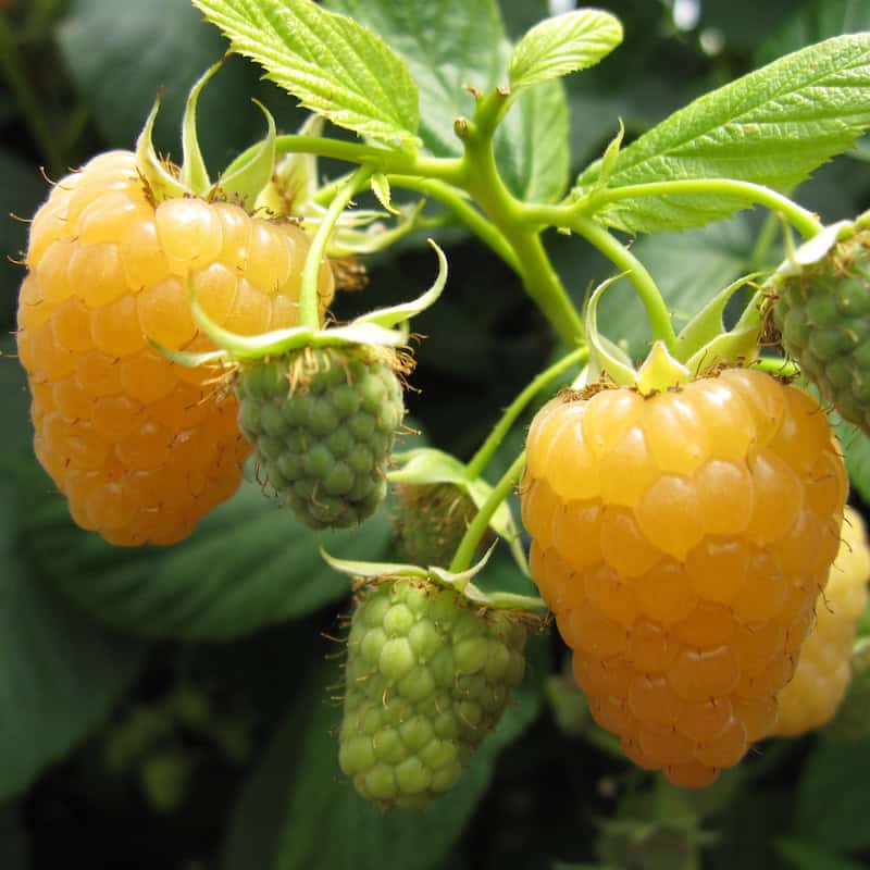 Fresh yellow raspberries and green unripe berries on plant.