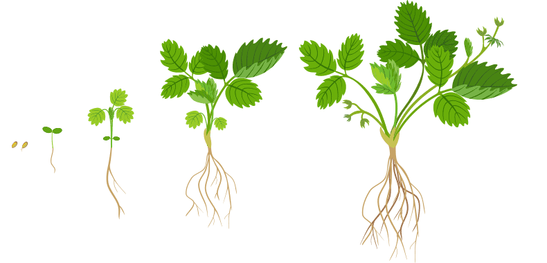 Illustration of plant growth stages from seed to mature plant.