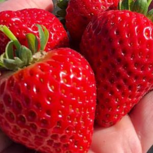 Close-up of ripe organic strawberries in hand for Monterey post.