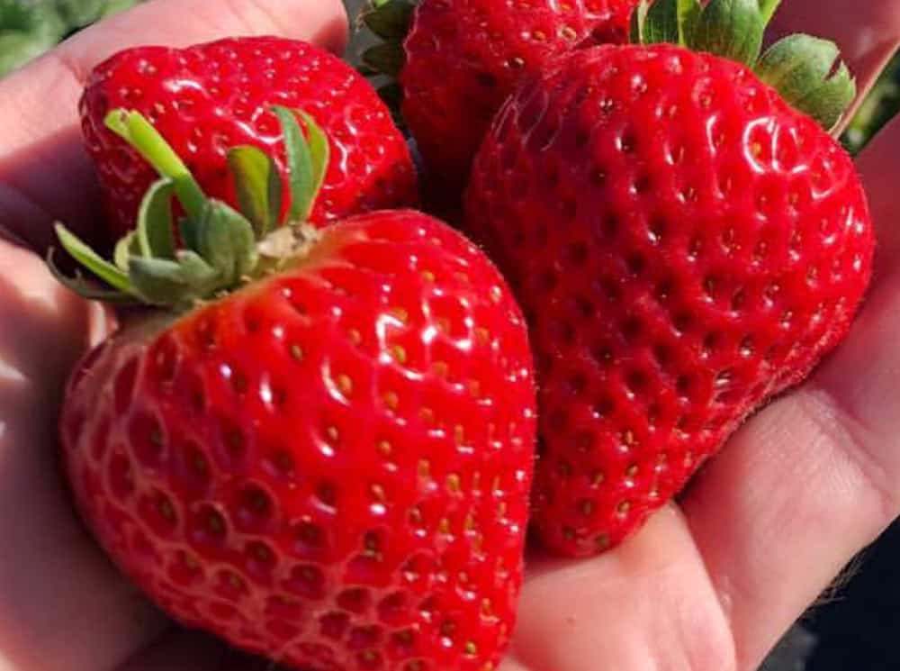 Close-up of ripe organic strawberries in hand for Monterey post.