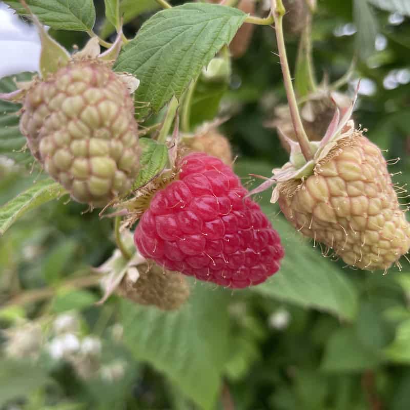 Fresh ripe raspberry on organic nursery plant with green leaves.