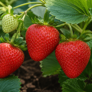 Healthy organic strawberries growing in a nursery with lush green leaves.