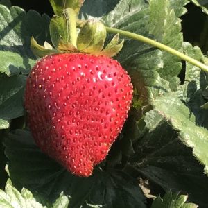 Close-up of ripe organic strawberry on plant in nursery.