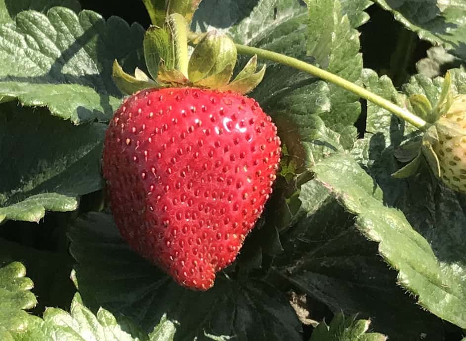 Close-up of ripe organic strawberry on plant in nursery.