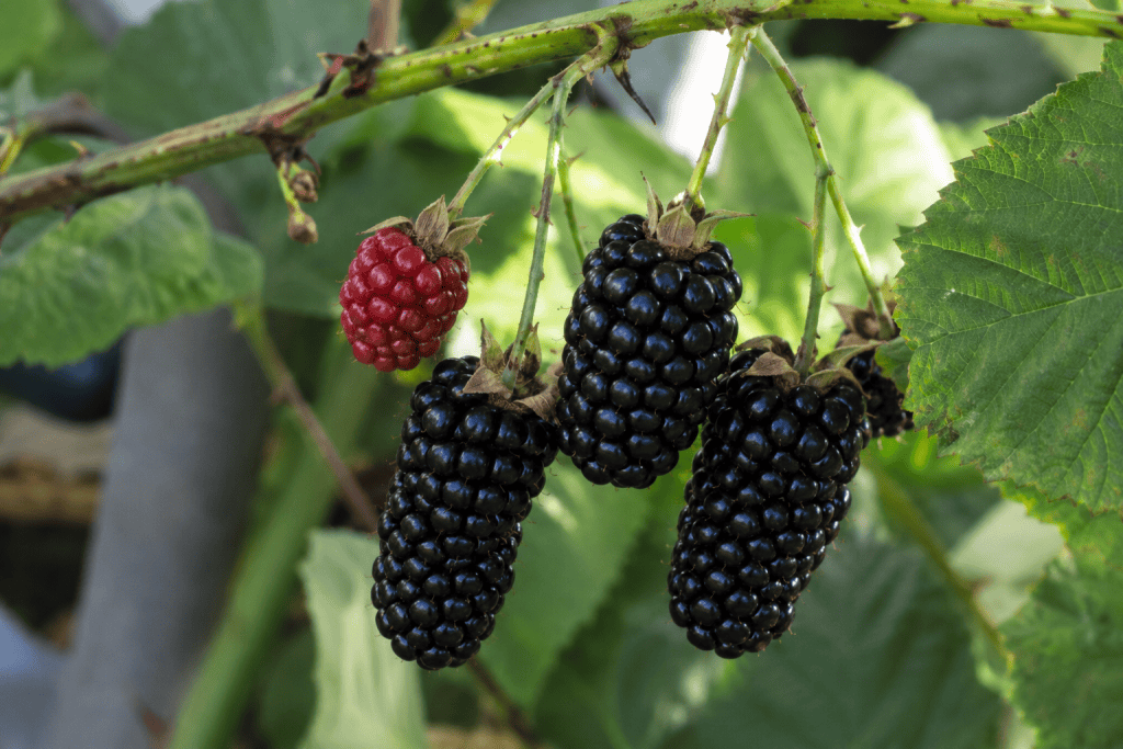 Fresh ripe blackberries hanging from a plant in an organic nursery.