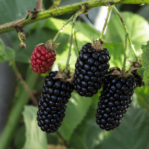 Fresh ripe blackberries hanging from a plant in an organic nursery.