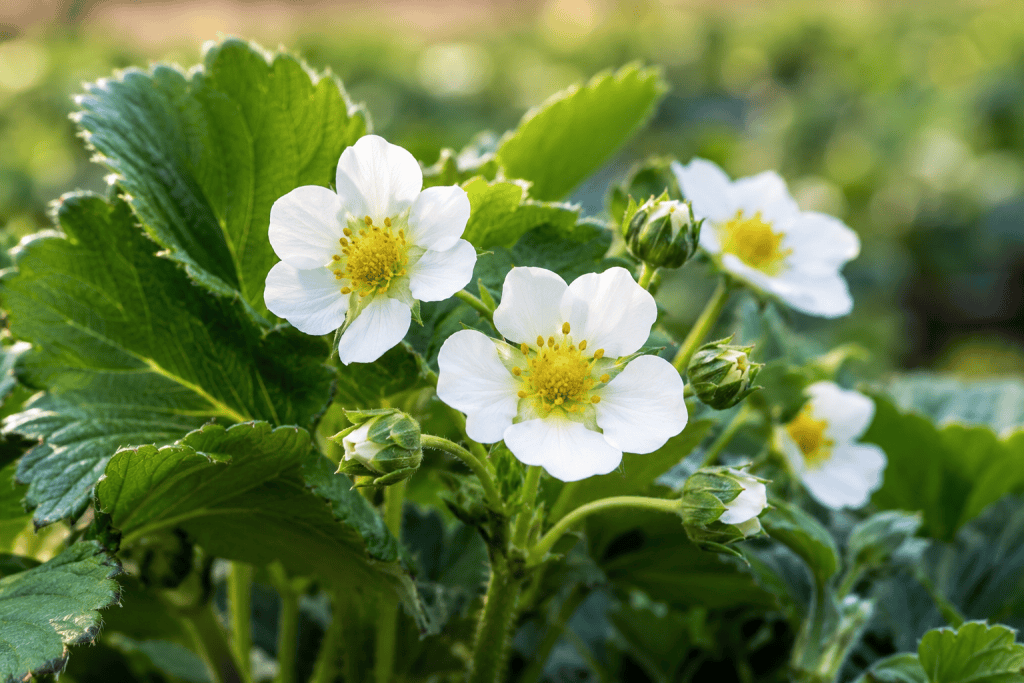 Close-up of blooming strawberry flowers at organic nursery.