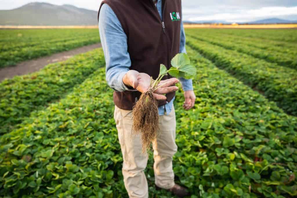 Farmer holding a strawberry plant with roots in an organic nursery.
