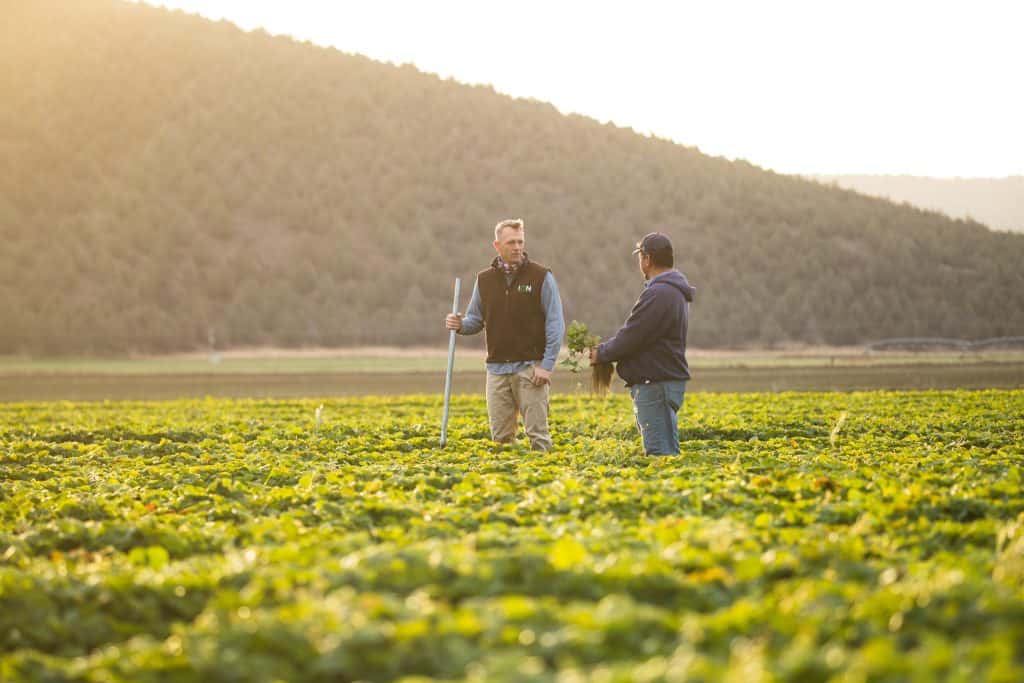 Two farmers inspecting organic crops in a lush nursery at sunset.