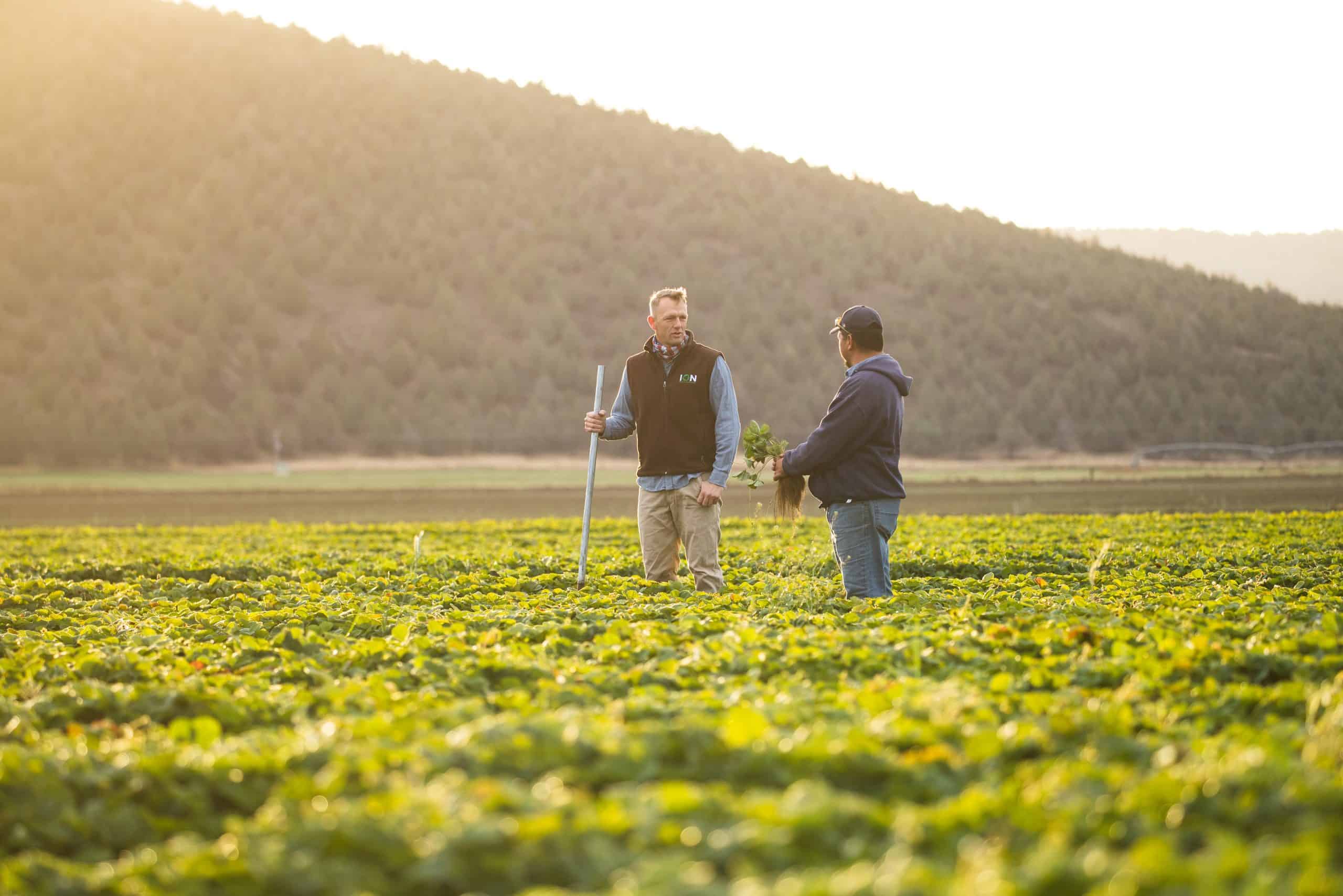 Two farmers inspecting organic crops in a lush nursery at sunset.
