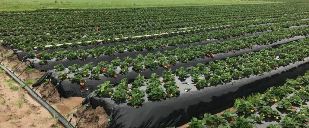 Large organic strawberry nursery with rows of healthy plants and black plastic mulch.