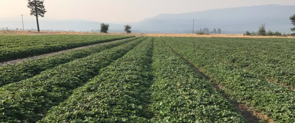 Organic nursery fields with lush green plants and clear sky.