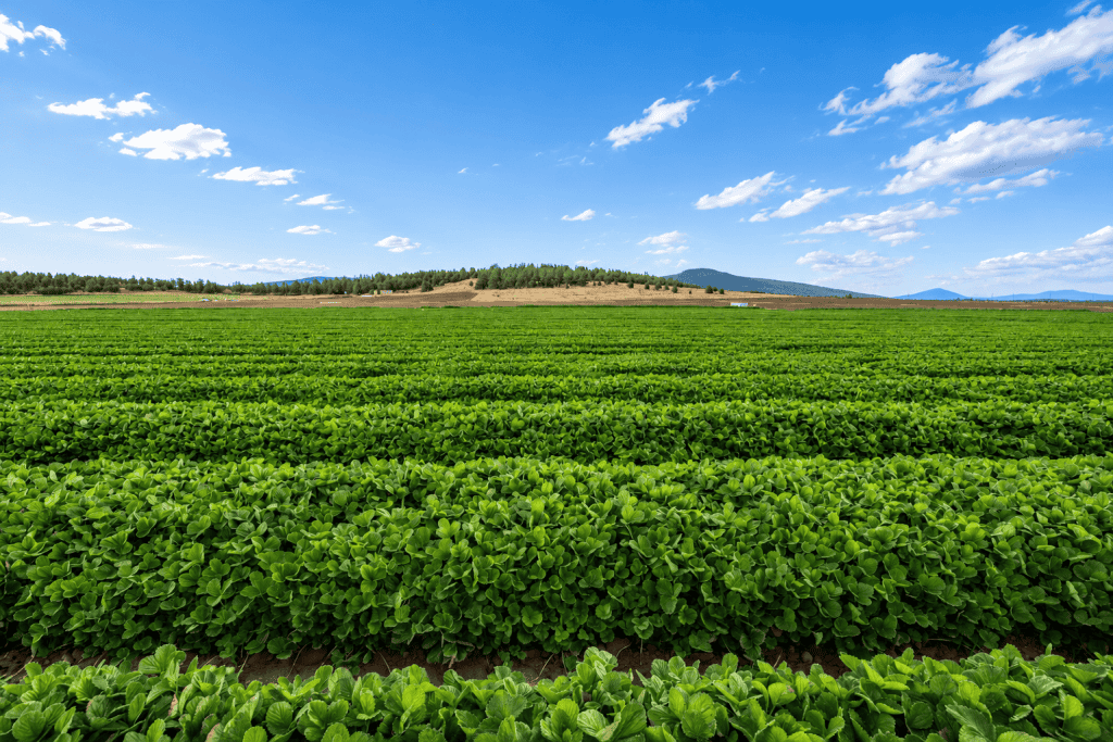Lush green organic nursery with rows of healthy plants under a blue sky.