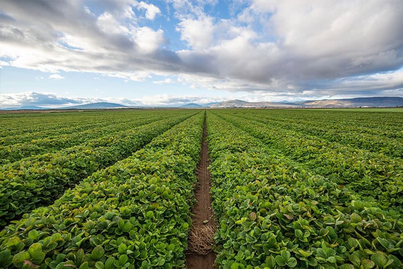 Lush organic nursery fields under a cloudy sky for sustainable farming.